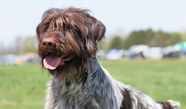wirehaired pointing griffon kennel
