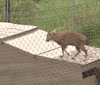 A goat tries to find higher ground at the flooded Lake Superior Zoo in Minnesota.