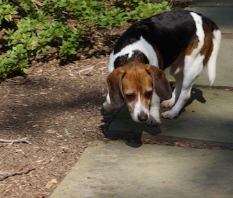 One of the freed Beagles explores the outdoors on Monday.