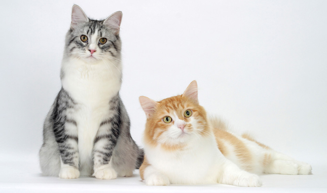 Silver Mackerel Tabby and White and Red Mackerel Tabby and White Siberians