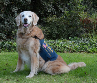 Bretagne 9/11 Search Dog