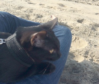 Nox the Cat