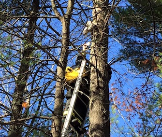 A firefighter named Tom comes to the rescue of a kitten named Jerry, who was stuck 35 feet up in a tree.