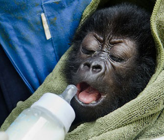 A rescued baby Grauer's gorilla gets a bottle at Virunga National Park.