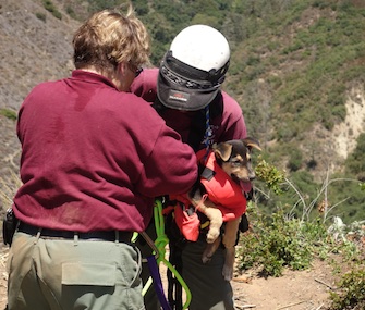 A 10-week-old stray puppy was rescued from a ravine in San Diego County.