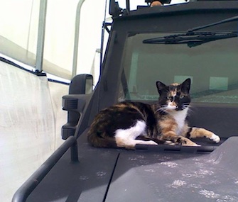 The Boston Police Department is asking the public to help find its unofficial mascot, SWAT Cat.
