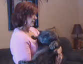 Tiny the 30 pound cat