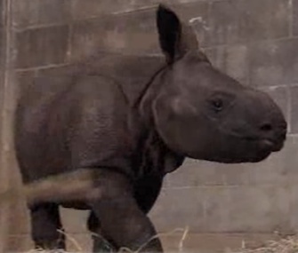 Ethan, an Indian rhino, was born using artificial insemination.