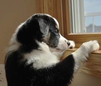 Puppy waiting at window