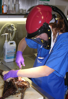 a post mortem exam of an oiled bird