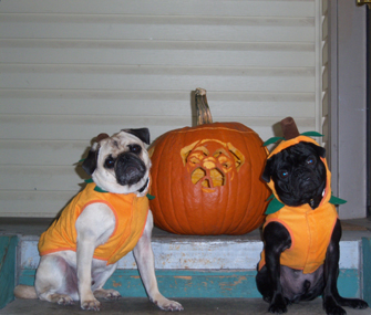 Dr. Marty Becker's "Grand-Pugs" Willy and Bruce