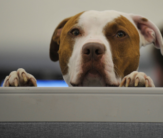 Dog in cubicle