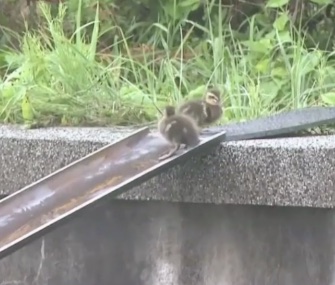 Iron and steel workers in Japan helped two ducklings waddle to safety.