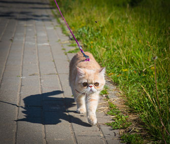 Cat in harness walking on leash