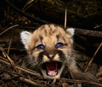 P-44, a mountain lion kitten, will be part of a study by the National Park Service.