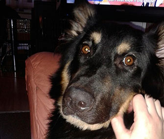 Geo the hero dog rests at home.