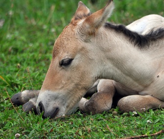 A female Przewalski's horse was born at the Smithsonian Conservation Biology Institute on July 27.