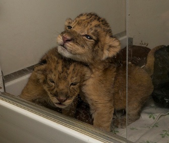 Two lion cubs born last week at the San Diego Safari Park will be hand-reared by their keepers.