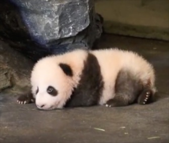 Baby P tries to take his first steps at Pairi Daiza in Belgium.