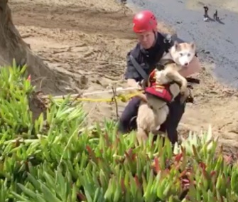 San Francisco firefighters came to the rescue of a dog who fell over a cliff.