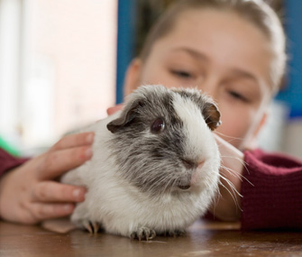 Girl petting a guinea pig