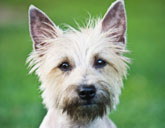 Cairn Terrier