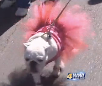 Krewe of Barkus
