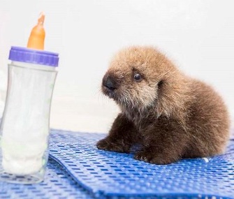An orphaned 5-week-old southern sea otter pup has a new permanent home at the Shedd Aquarium.