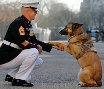 Marine dog Lucca, here with her owner Gunnery Sergeant Chris Willingham, was honored in London on Tuesday.