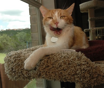 Mango relaxes in the cat tree in the boys' room in Bushey's home.