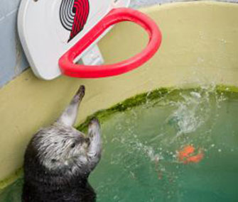 Eddie the sea otter shoots hoops to help his arthritis.