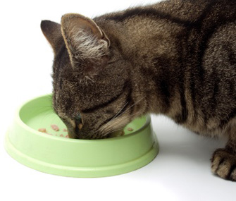 Cat Eating Food