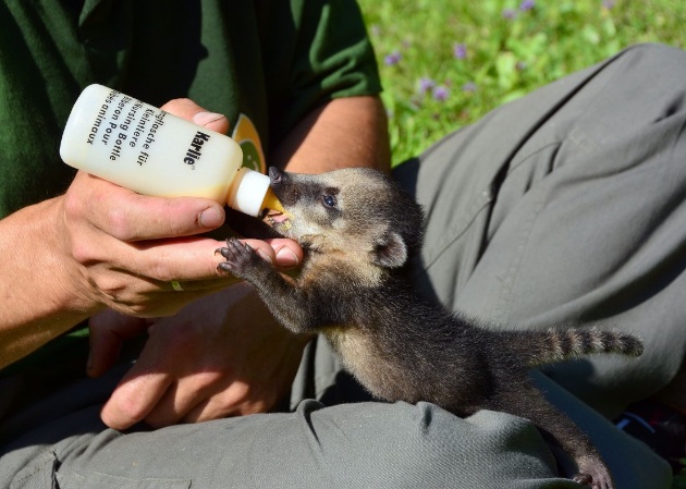 Coati pup drinking from a bottle