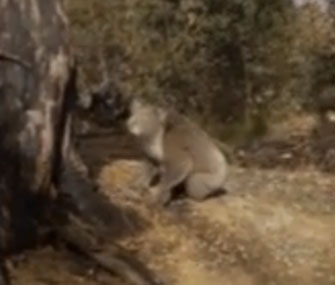 A group of students in Australia helped this koala climb out of a mine shaft.