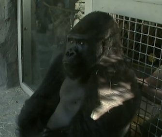 Patrick, a silverback gorilla, will move to South Carolina from Texas in October.