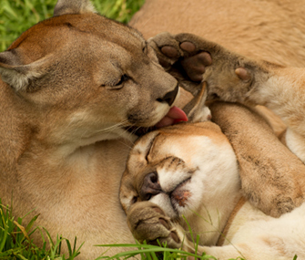 Lions in Love
