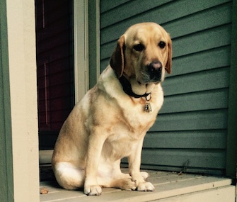 Charlie, a Lab who was seriously injured in a tractor accident, won the VPI Hambone Award.
