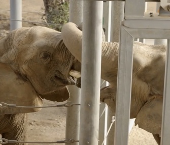 The San Diego Zoo's new elephant Mila meets matriarch Mary.
