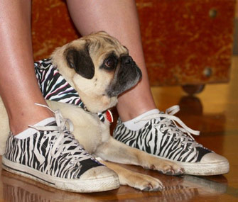 Bruce the Pug