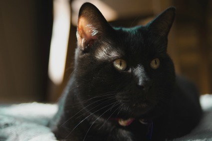 Izzy the Cat