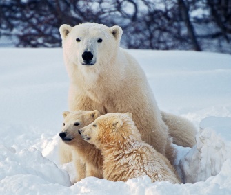 Polar bears