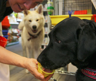 Lara the dog laps up canine-friendly gelato at a pet supply store in Rome.