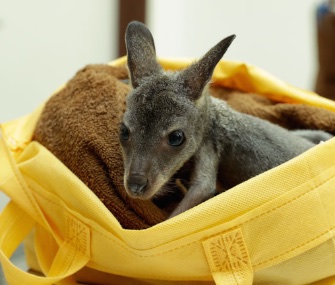An abandoned wallaby joey has been living in a makeshift pouch made from a reusable shopping bag at a wildlife park in Singapore.