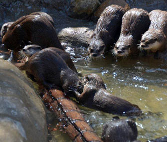 Asian small-clawed Otters at the National Zoo