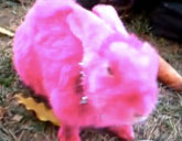Pink rabbit