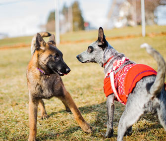 Dogs playing in dog park