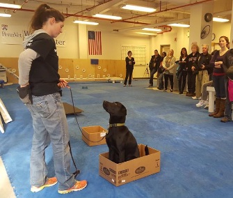 Climbing in and out of boxes helps the dogs learn to be aware of their back ends.