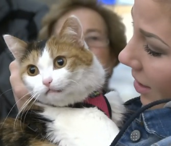 Cleo was missing for six years before she was found in Ontario and returned to her owner.
