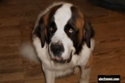 Hercules the St. Bernard