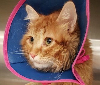 At 7 months old, Brennan the kitten survived a 13-story fall from an apartment window in Minneapolis.